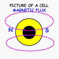 A cell is like a magnet