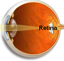 retina.gif (27468 bytes)